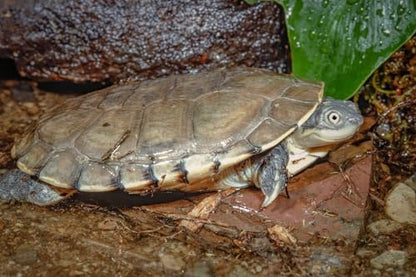 Aquatic Turtle 3/8" x 1/8" 30% Protein Floating Sticks for Aquatic & Semi Aquatic Red Ear, Painted. Map, Soft Shell Pond Turtles...WL…1/2-lb Foil Pouch Bag - size: 8 Ounce (Pack of 1)