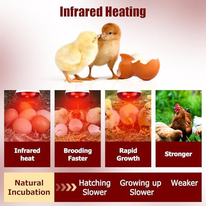 250W Infrared Heat Lamp for Chicken, Red Heat Light Bulb R125 2 Pack, Heat Lamp Bulb for Chick Croop, Reptiles, Pets, Food - size: 2 Piece