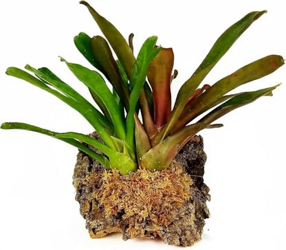 Premium New Zealand Sphagnum Moss, 500g (40L When Hydrated) Premier AAA Grade (150mm, 6" Strands) - Harvested in New Zealand's South Island, Dried and Long for Potted Plants, Orchids, Reptiles - style: AAA Premier (6" Strands)
