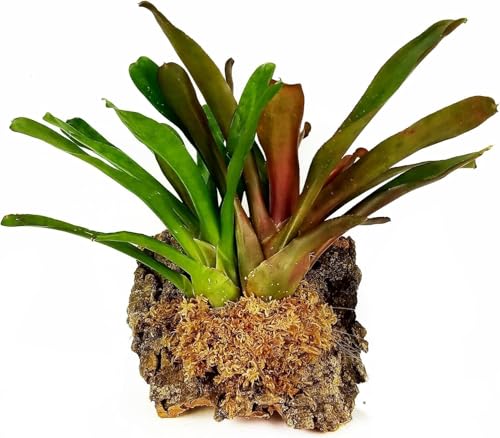Premium New Zealand Sphagnum Moss, 500g (40L When Hydrated) Premier AAA Grade (150mm, 6" Strands) - Harvested in New Zealand's South Island, Dried and Long for Potted Plants, Orchids, Reptiles - style: AAA Premier (6" Strands)