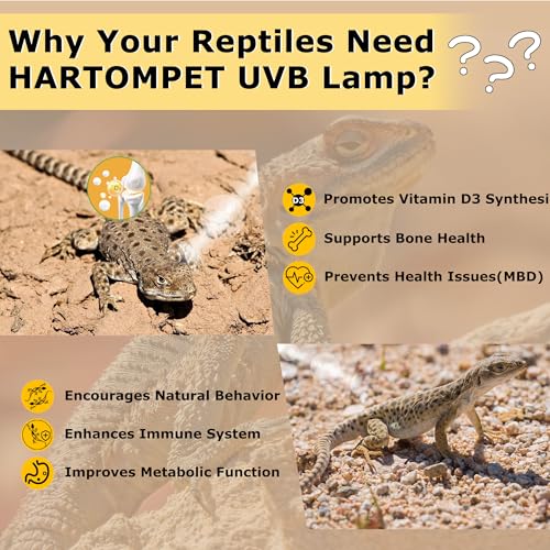 UVB 10.0 Reptile Light 13W, Compact Fluorescent Lamp，Coil UVB Desert Bulb–Lighting for Bearded Dragons, Lizards, Tortoises, Snakes, Geckos, Amphibians & Small Reptile Tanks