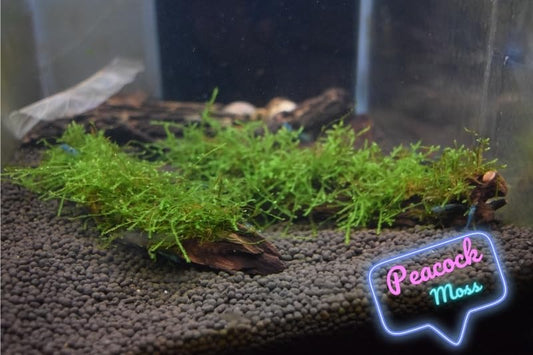 Flame Moss, Peacock Moss, or Christmas Moss on Manzanita Driftwood (Peackock Moss) - style: Peackock Moss