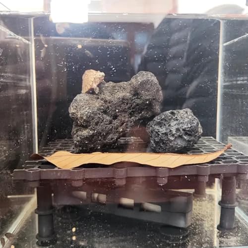 Tfwadmx 10 Pack Aquarium Black Lava Rock Fish Tank Volcanic Pumice Stones for Betta Fish Shrimp (1.96''-3.14'') - color: Black, size: L:2''-3.2''