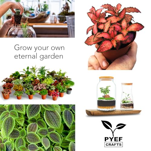 Terrarium Kit, Succulents & Indoor Plants Set DIY | Starter Pack for Any Plant – Build Your Own Ecosystem – Supplies for 64 fl oz Jar or Pot – (Jar & Plants Not Included)
