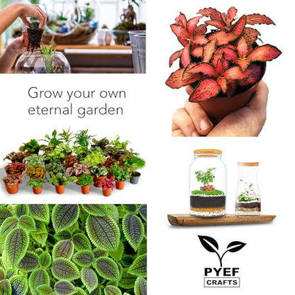 Terrarium Kit, Succulents & Indoor Plants Set DIY | Starter Pack for Any Plant – Build Your Own Ecosystem – Supplies for 64 fl oz Jar or Pot – (Jar & Plants Not Included)