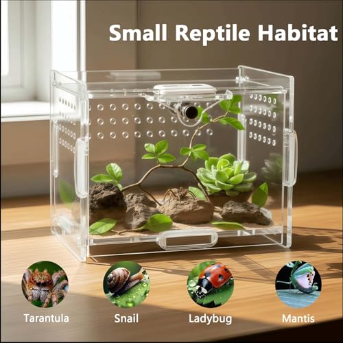 Small Acrylic Insect Terrarium – Mini Insect Enclosure for Jumping Spiders – Clear Acrylic Cage with 1mm Ventilation Holes, Easy Maintenance - size: Small Square Acrylic Terrarium