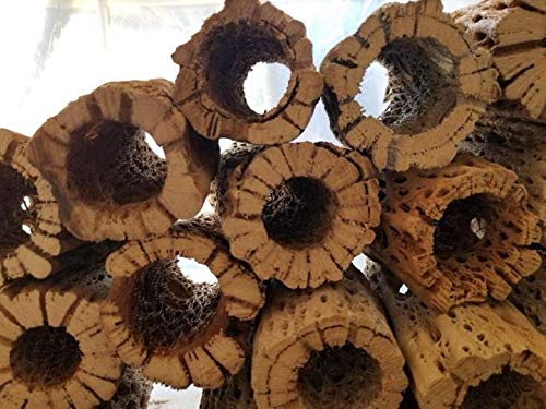 3-48 Inch All Natural Teddy Bear Cholla Wood Extra Hollow Large Untreated Organic Aquarium Driftwood Decoration Chew Toy Shrimp Crab Cichlid Nano Tank Birds 1 or 5 Pieces (1 Piece, 18 inch) - size: 1 Piece, 18 inch