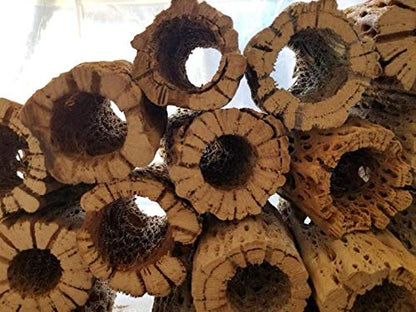 3-48 Inch All Natural Teddy Bear Cholla Wood Extra Hollow Large Untreated Organic Aquarium Driftwood Decoration Chew Toy Shrimp Crab Cichlid Nano Tank Birds 1 or 5 Pieces (1 Piece, 24 inch) - size: 1 Piece, 24 inch