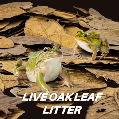 MAQIHAN Dry Oak Leaf Litter for Reptiles – 5 oz Whole Natural Oak Leaves Substrate for Isopods & Bioactive Terrarium Forest Floor Habitat, Premium Enclosure Bedding - size: 5 OZ