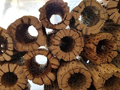 3-48 Inch All Natural Teddy Bear Cholla Wood Extra Hollow Large Untreated Organic Aquarium Driftwood Decoration Chew Toy Shrimp Crab Cichlid Nano Tank Birds 1 or 5 Pieces (1 Piece, 45 inch) - size: 1 Piece, 45 inch