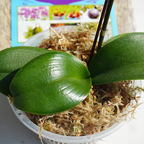 Sphagnum Moss 1.2 lb for DIY Moss Pole, Great Potting Mix for Indoor Plants, Help with Maintain Humidity - size: 1.2 lb
