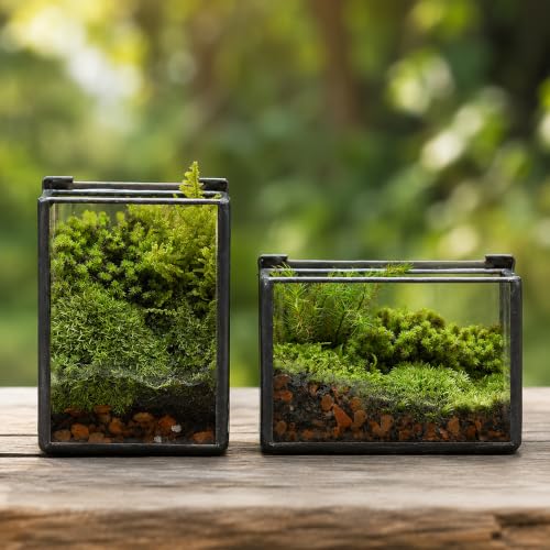 Mini Glass Terrarium Set of 2 with Lid, Tiny Rectangle Glass Succulent Terrarium Containers for Air Plants, Moss & Fairy Garden, Black Framed Tabletop Plant Holder, 4 x 2.8 x 2.4 & 2.8 x 2.4 x 4 in - color: Black