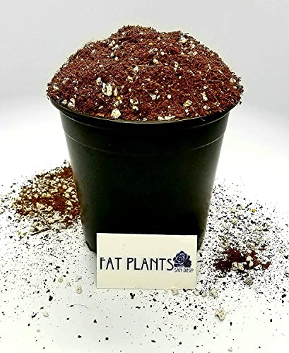 Fat Plants San Diego Premium Cacti and Succulent Potting Mix Soil - for Cactus Palm Tree Citrus Plant Grown in Gardening Containers - Indoors & Outdoors Use - with Natural Food/Fertilizer - size: 4 Gallons