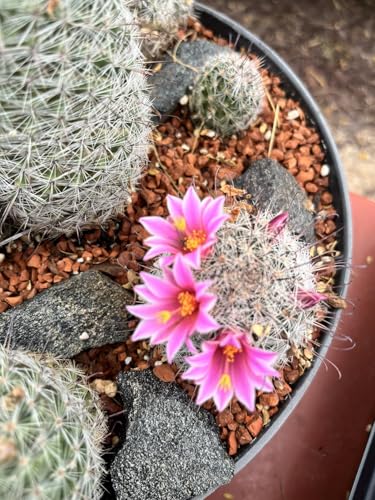 Horticultural Calcined Clay Soil Bonsai Cactus Soil Additive for Succulent Plants (18 LB, 1/8 inch) - style: 18 LB
