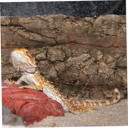 BESPORTBLE Reptile Cork Bark Decor Natural Reptile Background Turtle Platform Lizard Climbing Cork Bark Aquarium Decor