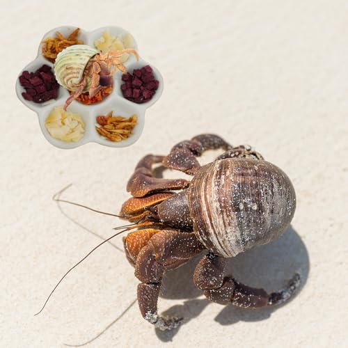 5.12" Hermit Crab Ceramic Food Dish,7 Compartments Ceramic Anti-Turning Food & Water Bowl for Hermit Crab Tarantula Snail - size: 5 inch