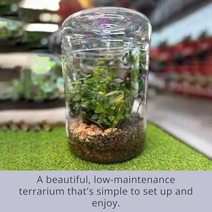 LaLaGreen Indoor Planter (6x9 Inch) Small Glass Terrarium Jar with Lid for Succulent Plants, Reptile Cactus Mini Fern Fairy Moss Tabletop Decoration Container Pot Kitchen Office Home Garden Decor