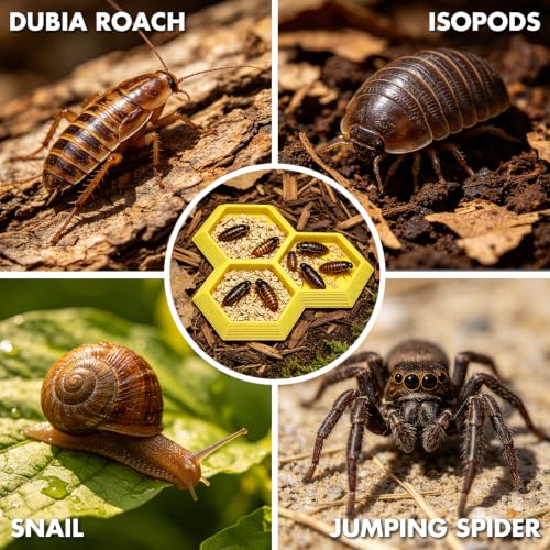 Dubia Roach Large Feeder Bowl, 6 PCS Isopod Food Dish, 3 in 1 Colorful Feeding Water Dish for Live Roach, Isopod, Springtails & Dwarf Invertebrates - color: 6 PCS Dubia Feeding Dish