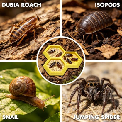 Dubia Roach Large Feeder Bowl, 6 PCS Isopod Food Dish, 3 in 1 Colorful Feeding Water Dish for Live Roach, Isopod, Springtails & Dwarf Invertebrates - color: 6 PCS Dubia Feeding Dish
