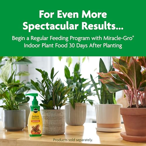 Miracle-Gro Indoor Potting Mix, Blended for a Variety of Houseplants, Feeds for up to 6 Months, 6 qt., 3-Pack - size: 6 qt (3-Pack), style: 6 QT