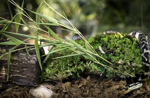 Galápagos (05020) Tropicoco® Husk Bedding for Reptiles, Amphibians, & Terrariums High Absorbency, Eco-Friendly, Dust-Free Perfect for Water Dragons, Tortoises, Snakes, & More, 8QT Compressed Brick - size: 8 QT Compressed Brick