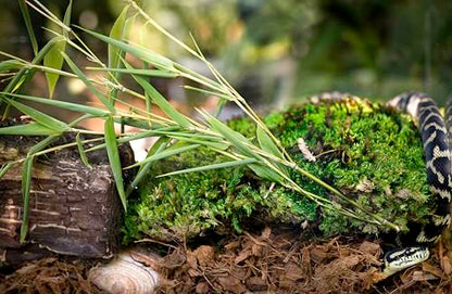 Galápagos (05020) Tropicoco® Husk Bedding for Reptiles, Amphibians, & Terrariums High Absorbency, Eco-Friendly, Dust-Free Perfect for Water Dragons, Tortoises, Snakes, & More, 8QT Compressed Brick - size: 8 QT Compressed Brick