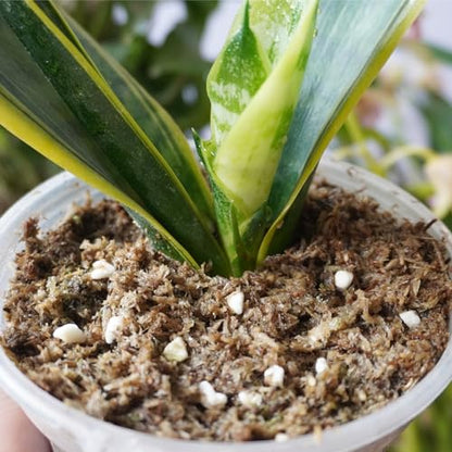 2QT Snake Plant Soil, Organic Sphagnum Moss Fiber Debris Based Potting Soil Mix for Indoor Plants