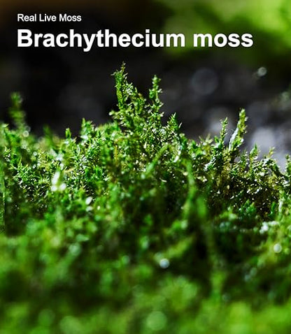 Lucky Runes Live Moss 4-Pack for Terrariums,Potted Plants & Floral Decor | Random Varieties, Easy to Revive, Dye-Free, Mixed Green Texture, Fairy Gardens, Bonsai, Potted Plants, Habitat Accent