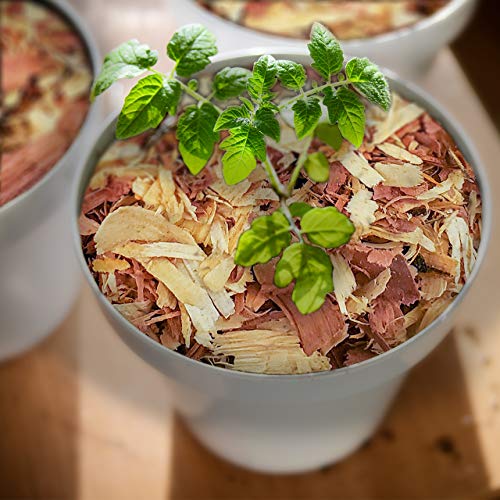 100% Natural Cedar Shavings | Mulch | Great for Outdoors or Indoor Potted Plants | Dog Bedding (16 Quart) - size: 16 Quart