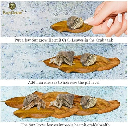 SunGrow 10 Pack Hermit Crab Large Catappa Indian Almond Leaves, Tarantula Dried Leaves for Spawning, Source of Cellulose and Nutrition for Isopods and Crickets, Create Humid Vivarium Habitat, 8”