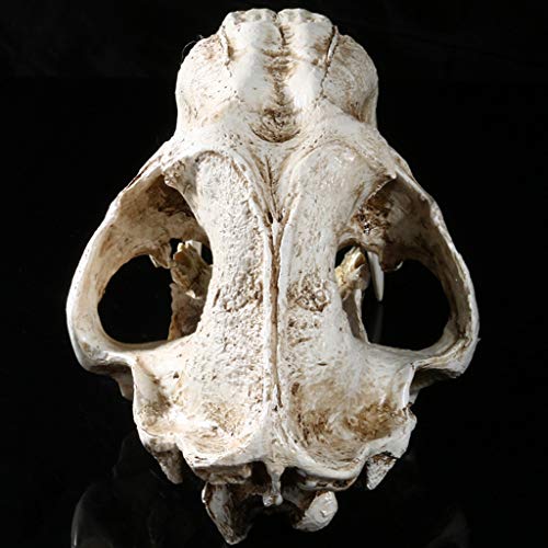 Saber Toothed Tiger Skull Model, 1:1 Saber Toothed Resin Skull for Head Model Home Decor Hallow - 12.60x7.28x7.09in