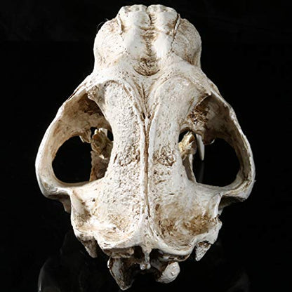 Saber Toothed Tiger Skull Model, 1:1 Saber Toothed Resin Skull for Head Model Home Decor Hallow - 12.60x7.28x7.09in