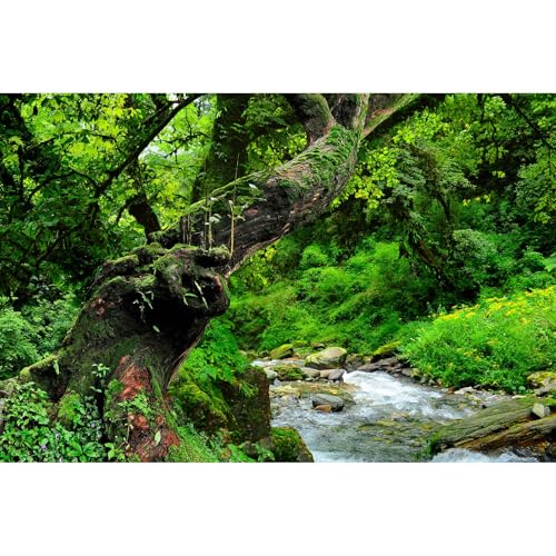 Jungle Rainforest Aquarium Background Lush Green Old Trees Stream Terrarium Background Rock River Forest Natural Landscape Fish Tank Background Jungle Style Reptile Habitat Background 24x16in - color: Forest Green, size: 24(W)x16(H)in