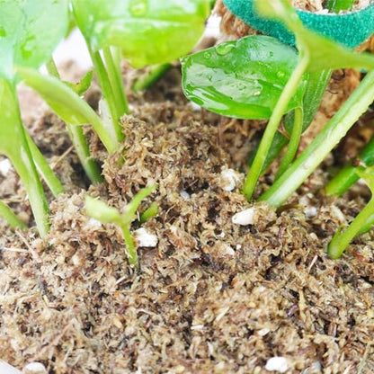 2QT Pothos Soil, Ideal Soilless Potting Soil Mix for All Indoor Plants that Require Constant Humidity and Fast Drainage