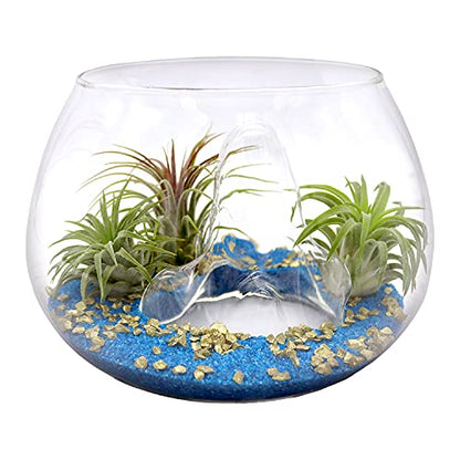 6 Inch Glass Mountain Bowl DIY Terrarium Kit with Sand, Gold Flakes and 3 Live Tillandsia Air Plants for Indoor Gardens and Home Decor