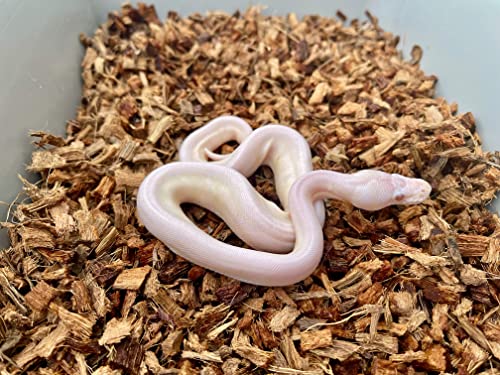 BabiChip Coconut Chip Substrate for Reptiles 4 Pack of 36 Quart Loose Small Sized Coco Husk Chip Bedding for Ball Pythons, Snakes, Tortoises, Geckos, Frogs, or Lizard Terrarium Tanks - size: 36 quart (4 pack)