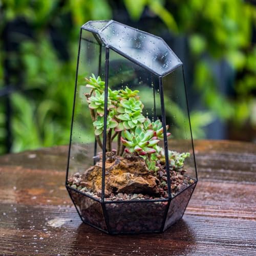 NCYP No Door Geometric Glass Terrarium Planter for Small Succulent, Small Cacti, Black Irregular Opened Terrarium Pot, Indoor Home Garden Office Tabletop Decor, 6.5" x 5.7" x 9.8" (No Plants) - size: 6.5"x5.7"x9.8"