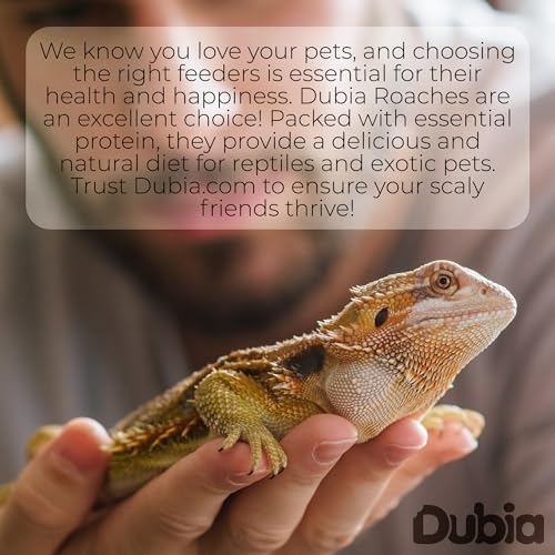 Dubia Roaches 500 Small