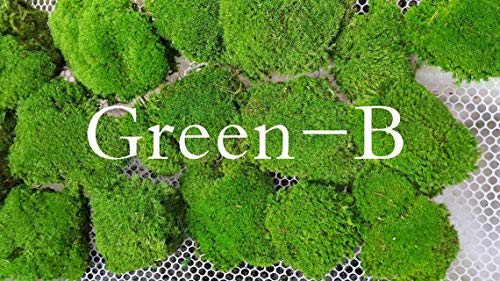 Preserved Pole Moss Pillow Bun Cushion Natural Decorative Real Natural Green DIY Kit Terrariums Gardenning Art Wall Decor Florist Decor Easter Table Decor Wedding(6.0 sq.ft., Green-B) - color: Green-b, size: 6.0 sq.ft.