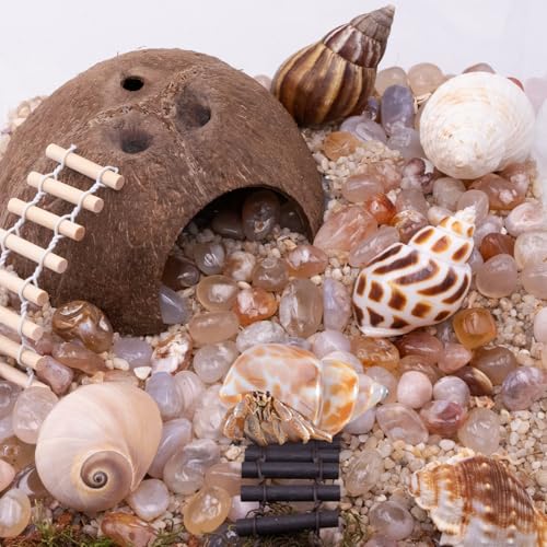 Hermit Crab Shells 1 Coconut Shell Hut 5 PCS Hermit Crab Seashells Accessories Decorations Enrichment Hut for House Hermit Crab Tank Hide Reptile Hideout
