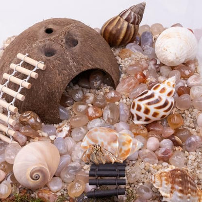 Hermit Crab Shells 1 Coconut Shell Hut 5 PCS Hermit Crab Seashells Accessories Decorations Enrichment Hut for House Hermit Crab Tank Hide Reptile Hideout