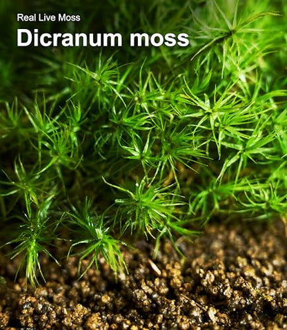 Lucky Runes Live Moss 4-Pack for Terrariums,Potted Plants & Floral Decor | Random Varieties, Easy to Revive, Dye-Free, Mixed Green Texture, Fairy Gardens, Bonsai, Potted Plants, Habitat Accent