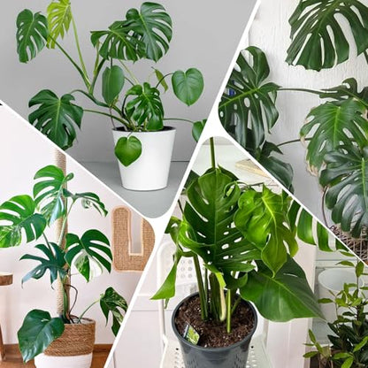 Doter Monstera Potting Soil 4qt - Premium Tropical Blend with Rapid Drainage for Growing and Repotting Monstera Deliciosa (Split-Leaf Philodendron) and Swiss Cheese Plants - size: 4qt