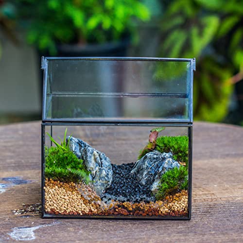 NCYP Small Glass Terrarium with Lid for Plant Succulent - 6.1 X 4.33 X 6.3 Inches - House Shape Flower Pot, Garden Tabletop Decor Planter, Geometric Centerpiece, Black (No Plants)