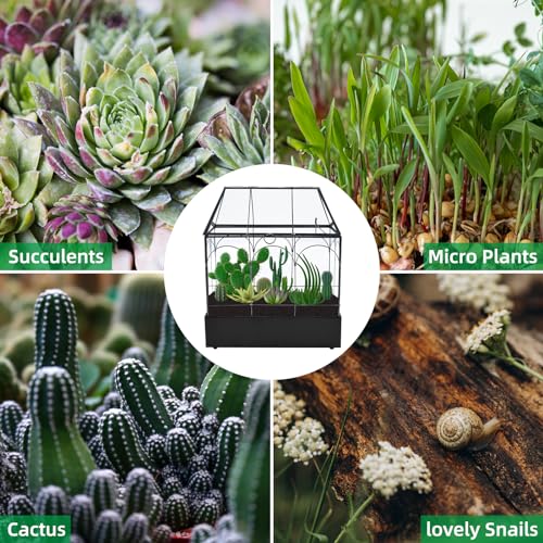 HighFree Glass Terrarium with Metal Tray, Glass Greenhouse Terrarium Kit for Succulents, Cacti, Snails, Spiders, and Miniature Reptiles, Black (Large-9.45" L x 5.7" W x 11.8" H) - size: Large-9.45"L x 5.7"W x 11.8"H