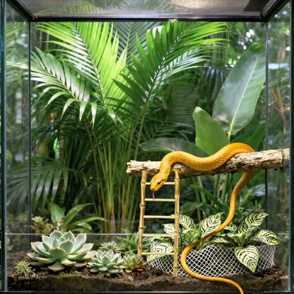 Snake Climbing Ladder Reptile Decor for Terrarium Exercise Enrichment for Ball Pythons Corn Snakes Lizards