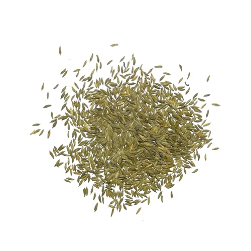 Seed Needs Dandelion Seeds to Plant Heirloom & Non-GMO Herbs 1 Pack - size: 1 Pack, style: Common Dandelion