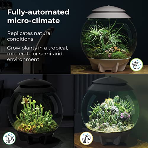 biOrb AIR 30, Fully Automated Terrarium for Arid, Temperate, or Tropical Plants, Gray - color: Grey