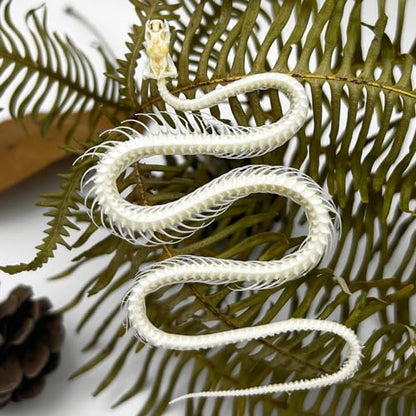 Taxidermy Real Animals Skull Decor - Model Animals Bones Specimen,Taxidermy Supplies for Science Education,Collection (Snake Skeleton) - style: Snake Skeleton