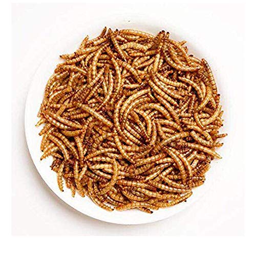 Amzey Appetizing Mealworms 22lbs-100% Non-GMO Dried Mealworms - High-Protein Meal Worm Treats -Perfect for Your Chickens,Ducks,Wild Birds,Turtles,Hamsters,Fish - size: 11 Pound (Pack of 2)